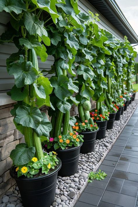 Home Vegetable Garden Design, Trellis Ideas, Small Vegetable Gardens, Vegetable Garden Diy, Veg Garden, Home Vegetable Garden, Container Gardening Vegetables, Vegetable Garden Design, Fruit Garden