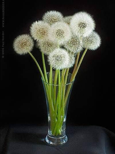 <3 Who would have thought? I would spray these with hairspray to set them. Dandelion Bouquet, Dandelion Puffs, Patio Design Ideas, Dandelion Art, Dandelion Wishes, Dandelion Wish, Dandelion Flower, Seed Pods, Arte Floral