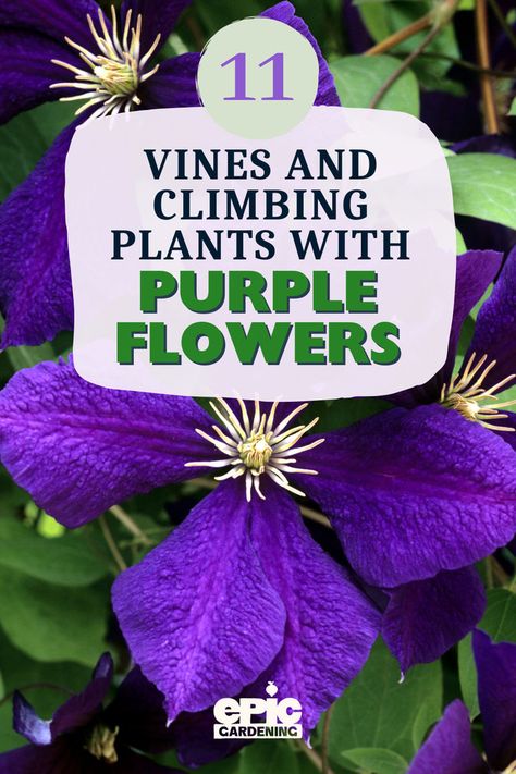 Close up of a dark purple flower growing on a vine Plants With Purple Flowers, Rose Bush Care, Best Perennials For Shade, French Cottage Garden, Purple Perennials, Purple Flowering Plants, Purple Flowers Garden, Perennial Flowers, Growing Roses