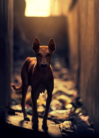 "Hello" by Ashraful Arefin #fstoppers #Travel #Animal #dog #light #Street #Bokeh Dog Light, Street Dogs, Photography Illustration, Varanasi, Photography Work, Drawing Tutorials, Dog Photography, Dog Photos, Animal Photography