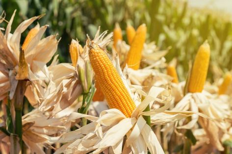 Corn Snacks, Corn Field, Maize, All About Plants, Gracie Oaks, Painting Frames, Agriculture, Corn, Home Decor Wall Art