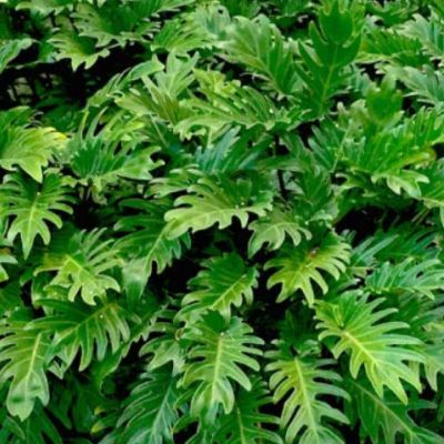 Tropical Plants For Zone 9, Tropical Shrubs Landscape, Tropical Plant Landscaping Ideas, Florida Zone 9b Landscaping, Small Tropical Front Yard Landscaping, Low Maintenance Landscaping Front Yard Florida, Florida Shade Landscaping, Florida Hedge Plants, Lanai Plants Florida