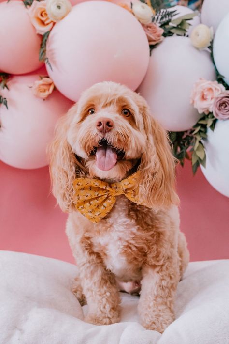 Pawtraits for a Cause | Pawfect Pawtraits | F Dellit Backdrop, balloon backdrop, floral backdrop, blush backdrop, dog photoshoot, Dog Photography Backdrop, Dog Photoshoot Backdrop, Dog Birthday Backdrop, Dog Grooming Photo Backdrop, Dog Photo Booth Ideas, Dog Photo Backdrop, Dog Photo Booth, Dog Birthday Photoshoot, Dog Birthday Pictures