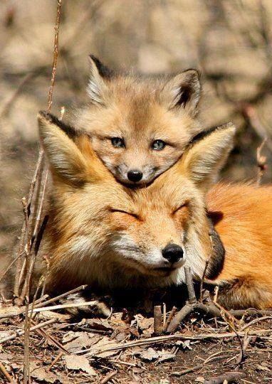 Imagining the baby fox is an adult and Fox is lying on Vixen's head because he wants to be close to her Volpe Artica, Fuchs Baby, Regnul Animal, Wild Dogs, Baby Fox, Sweet Animals, Animal Photo, Nature Animals, 귀여운 동물