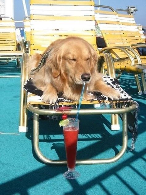 This dog who makes EVERY day a vacation day. | 27 Dogs Living Their Best Life Best Summer Vacations, Drink Station, Love My Dog, Sweet Dogs, Golden Retrievers, A Drink, Summer Drinks, Mans Best Friend, Dog Life