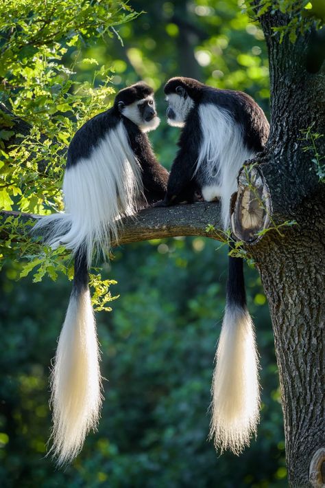 Colobus Monkeys Colobus Monkey, Interesting Animals, Unusual Animals, Rare Animals, Animal Species, Pretty Animals, Cute Wild Animals, Silly Animals, Wildlife Animals