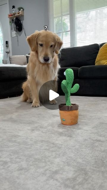 🐻‍❄️Ollie & 🙋🏻‍♀️Paloma on Instagram: "Ollie reacts to a talking cactus 😅

#goldenretriever #dogmom #latinadogmom #dogmomlife #petparents #goldenretrievermom #goldenbearollie #savannahga #pupfluencer 
 #cutedogs #cutedog #dogcomedy #funnydog #funnyreels #goldenretrieverlover #doglover #puppiesofinstagram #dogreels #goldenlovers #dailyfluff #savannahdogs" Talking Dog Video, Funny Talking Dog, Talking Cactus, Golden Retriever Mom, Talking Dog, Funny Talking, Golden Bear, Bark Box, Shih Tzus