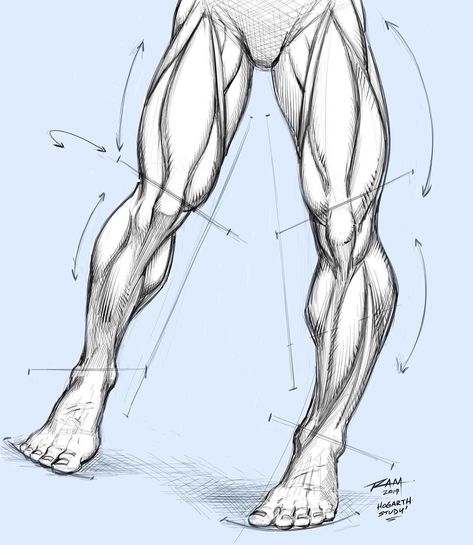 Robert Marzullo on Instagram: “More leg studies. Don’t skip leg day!! 😂 Drawing from one of my favorite art books, “Dynamic Figure Drawing by Burne Hogarth!” The man was…” Muscle Tutorial, Hyperlordosis Exercises, Robert Marzullo, Legs Anatomy, Muscles Art, Human Body Muscles, Burne Hogarth, Practice Sketching, Leg Anatomy