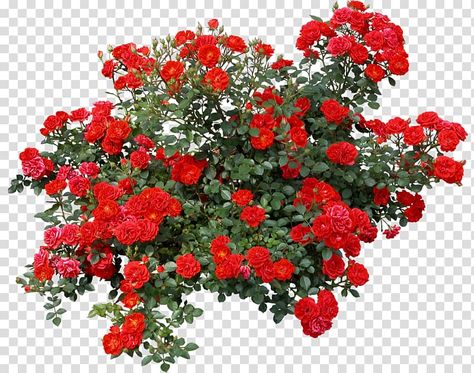 Flowers No Background, Rose Top View, Bush Vector, Flowers Top View, Png Plants, Red Rose Png, Sketch Rose, Rose Shrub, Flower Bushes