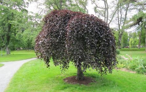 24 Types of Weeping Trees ( Small, Ornamental & Evergreen Varieties) Weeping Trees Landscaping, Ornamental Trees Front Yards, Weeping Redbud Tree, Small Trees For Landscaping, Ornamental Trees Landscaping, Ornamental Evergreen Trees, Weeping Evergreen Trees, Small Evergreen Trees, Small Weeping Trees