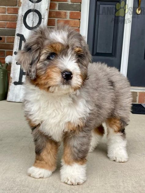 Micro Bernedoodle Full Grown, Mini Aussiedoodle Puppy, Australian Doodle Puppy, Puppies For Sale Near Me Free, Mini Bernedoodle Full Grown, Bernedoodle Mini, New Puppy Announcement, Mini Dogs Breeds, Doodle Cuts