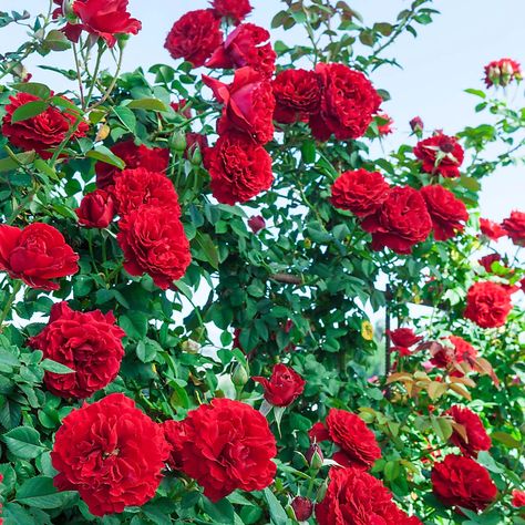 Spring Hill Nurseries 1 Pack(s) in Bare Root Red Flowering Lady In Red Climbing Rose in the Roses department at Lowes.com Red Climbing Roses, Spring Hill Nursery, Climbing Rose, Fragrant Plant, Attract Pollinators, Spring Plants, Water Wise, How To Attract Hummingbirds, Attract Butterflies