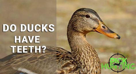 Do Ducks Have Teeth? [Secret Answer, Info & Facts Revealed] Duck Teeth, Duck Species, Raising Ducks, Wild Duck, Duck Bill, What Is A Bird, Theory Of Evolution, Baby Fish, Aquatic Animals