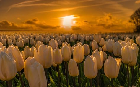 Photo colorful tulip field in the nether... | Premium Photo #Freepik #photo Flower Wallpaper Landscape, Tulips Wallpaper Desktop, Flower Landscape Wallpaper, Wallpaper Aesthetic Landscape, Tulips Landscape, Flower Backround, Tulips Field, Field Of Tulips, Flower Desktop Wallpaper