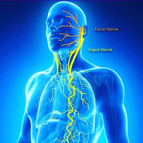 Reset Your Vagus Nerve in 5 minutes - Energize | Body Current Vagus Nerve Stimulator, Medical Qigong, Nerf Vague, Nervus Vagus, How To Pop Ears, Relaxation Response, Nerve Health, Autonomic Nervous System, Sciatic Nerve Pain