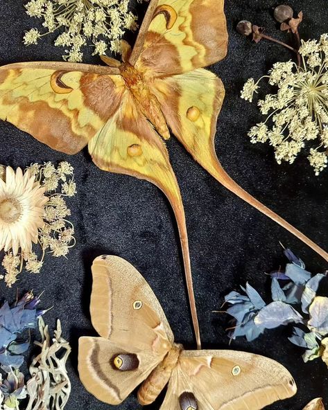 More moths! I just really love creating pieces with them. Antheraea polyphemus, Comet Moth, and a Hawk Moth. . . . . . #natureartist #nature #art #moth #mothart #insectpinning #insectsofinstagram #goblincore #gothicart #goth #vintagedecor #oddities #curiosities #macabre #witchstyle #witchvibes #alt #altfashion #cottagecore #victorian Moth Art Illustration, Moths Aesthetic, Moth Taxidermy, Paper Insects, Moth Aesthetic, Comet Moth, Pretty Bugs, Polyphemus Moth, Goth Moth