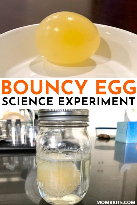 Reggio Science, Bouncy Egg Experiment, Egg In Vinegar, Egg Science, Egg Experiment, Bouncy Egg, Toddler Science, Toddler Stem, Egg Experiments