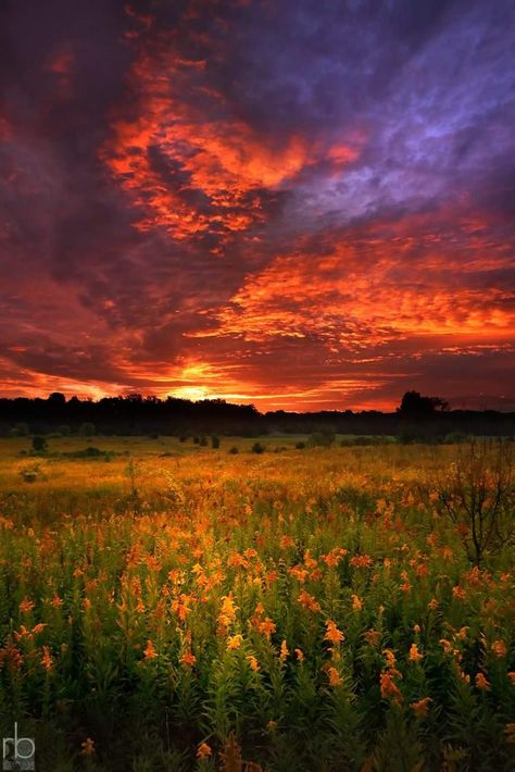 Tallmedge Meadows Meadows Aesthetic, Jesper Fahey, Therapy Rooms, Tuolumne Meadows, Moodboard Inspo, Aesthetic Core, Wildflower Meadow, Therapy Room, Pretty Places