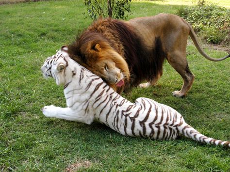 Cameron (male lion) loves Zabu (female white tiger) Big Cat Rescue, Gato Grande, Pet Cats, Cats Pet, Animals Friendship, Pet Style, Cutest Animals, Haiwan Peliharaan, Italian Greyhound