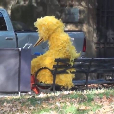 sad big bird Big Bird Sesame Street, Elmo And Friends, Sesame Street Muppets, Fraggle Rock, The Muppet Show, Big Bird, Funny Reaction Pictures, صور مضحكة, Meme Pictures