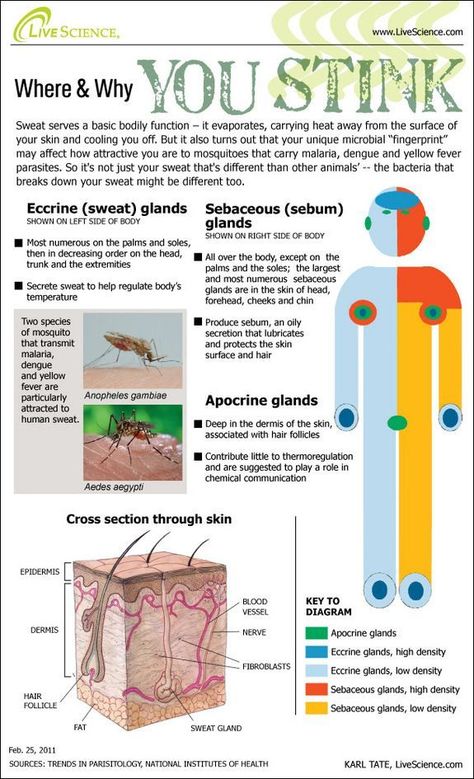 Why you Stink :-) Absolutely perfect for a MS/HS science classroom. Helpful for learning about themselves, and in an anatomy and physiology classroom. Integumentary System, Body Sweat, Health Class, School Health, E Mc2, Middle School Science, Body Systems, Anatomy And Physiology, Science Classroom