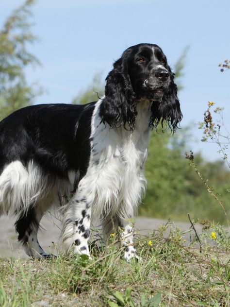 English Springer Spaniel - All About Dogs | Orvis Black And White English Springer Spaniel, Bambi Birthday, All About Dogs, English Spaniel, Dog Types, Field Spaniel, Dog Character, Springer Spaniel Puppies, Every Dog Breed