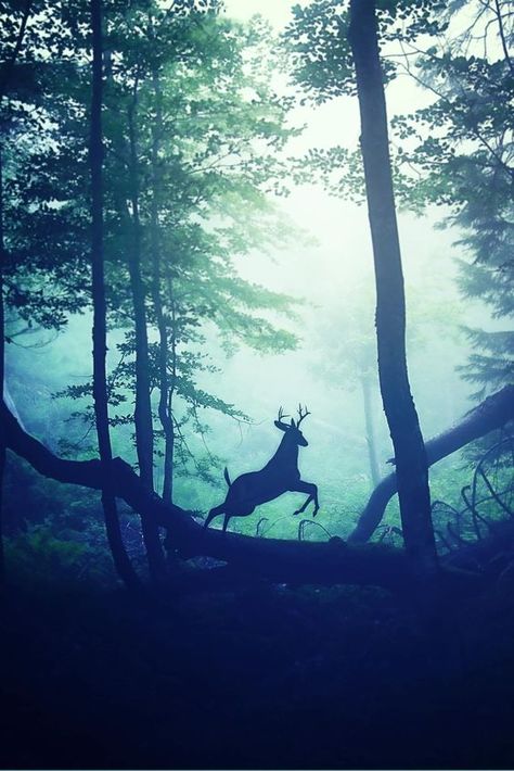 A Deer, Wild Life, Enchanted Forest, Nature Animals, 귀여운 동물, Beautiful Creatures, Animal Kingdom, Beautiful World, Animal Photography