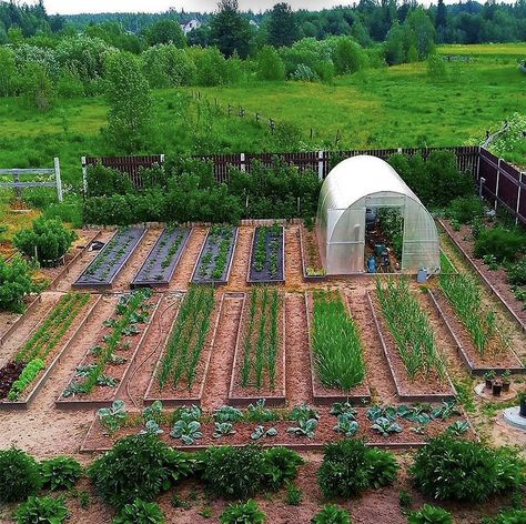 نباتات منزلية, Farm Layout, Vegetable Garden Planning, Potager Garden, Backyard Vegetable Gardens, Backyard Greenhouse, Veg Garden, Home Vegetable Garden, Greenhouse Gardening