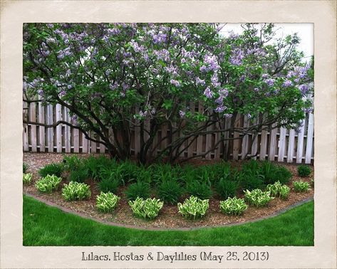 https://flic.kr/p/eutqU7 | Backyard | May 25, 2013 - Lilacs, Hostas and Daylilies Lilac Landscaping Ideas, Lilac Garden Landscapes, Lilac Backyard, Lilac Bush Landscaping, Lilac Landscaping, Lilac Bushes Along Fence, Lavendar Border Driveway, Hoa Ideas, Bloomerang Lilac Tree