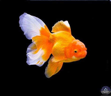 Goldfish Types, Oranda Goldfish, Fantail Goldfish, Pet Goldfish, Animals Aesthetic, Fish Ideas, Goldfish Pond, Fish Keeping, Golden Fish