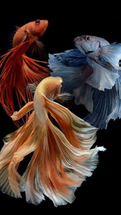 People might call you weird, but at least you don’t have to take them out for a walk.  #fish Siamese Fish, Betta Fish Types, Pretty Fish, Beta Fish, Fish Wallpaper, Beautiful Sea Creatures, Types Of Fish, Exotic Fish, Beautiful Fish