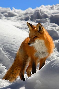 My spirit animal. Love them. Foxes!!!!                                                                                                                                                     More Volpe Artica, Fox Images, Fox Pictures, Foxes Photography, Silver Foxes, 강아지 그림, Pet Fox, Wild Dogs, Cute Fox