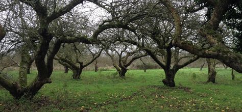 Orchards | Ancient Tree Forum Old Orchard, Ancient Forest, Ancient Tree, Photo Art, Tree Trunk, Forest, Architecture, Plants, Art