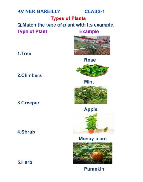 Types Of Plants Chart, Types Of Plants Worksheets For Grade 1, Types Of Plants For Kids Chart, Types Of Plants Worksheet, Trees Name In English, Kg Worksheets, Calligraphy For Kids, Evs Worksheet, Science Diagram