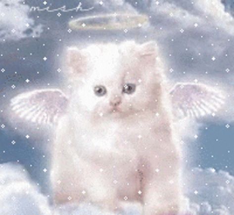 Angel Kitten, Gato Angel, Image Chat, Angel Cat, White Kittens, Glitter Graphics, Cat Memorial, Silly Animals, Silly Cats