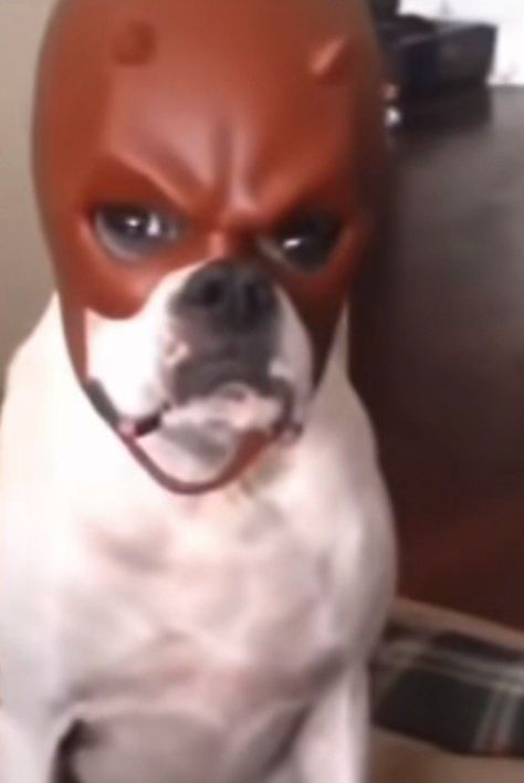 Dog wearing a red mask, dog mad, doggy mad, reaction pic Angry Dog Reaction Pic, Dog Reaction Pic, Pitbull Meme, Sleepy Meme, Dog Vision, Smiling Pitbull, Angry Animals, Red Helmet, Angry Dog