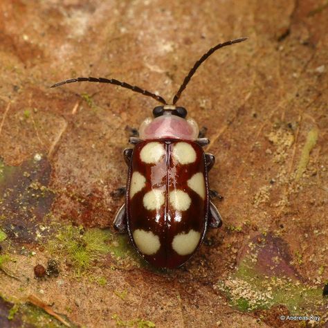 Aesthetic Beetle, Flower Beetle, Leaf Beetle, Flea Beetles, Bug Collection, Garden Bugs, Cool Bugs, Beetle Bug, Beautiful Bugs