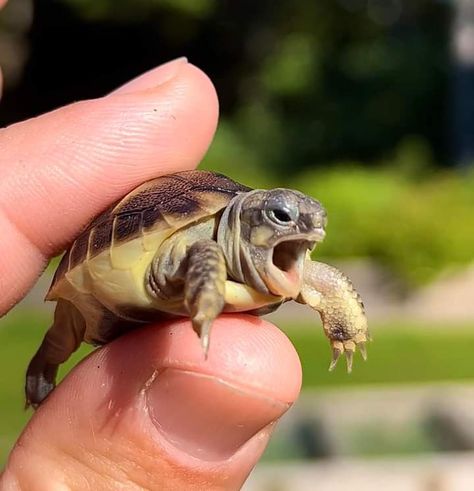 Animals In Natural Habitat, Herman’s Tortoise, Tortoise Images, Herman's Tortoise, Cute Turtle Pictures, Herman Tortoise, Tortoise Outfit, Hermanns Tortoise, Cute Exotic Animals