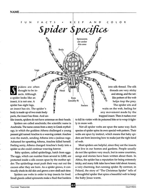 Spider Facts, Spider Fact, Folk Tales, Spiders, Facts About, Some Fun, Fun Facts, Color