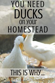 Here are my top 9 reasons that you need ducks on your homestead. They are great companion around the house and always entertaining to watch. They are simple to care for and the rewards are great! Mini Farm Layout Home Plans, Cute Duck House Ideas, Farm Gardens Country, Duck House Ideas Backyards, Small Homestead Layout, Simple Homesteading, 1 Acre Homestead Layout, Yard Chickens, Raising Turkeys