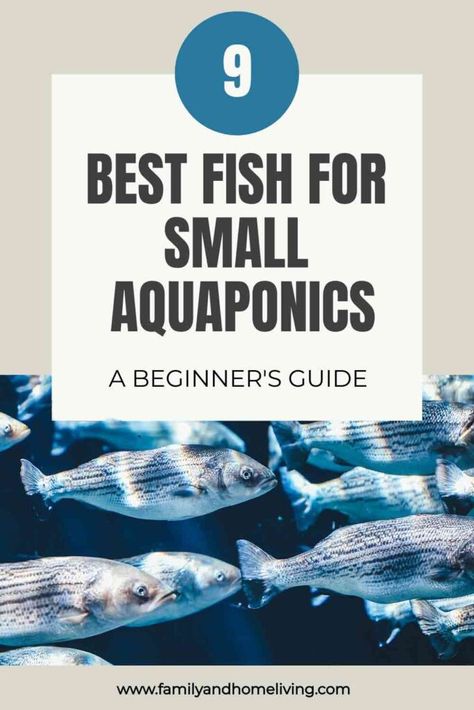 The Best Fish For Small Aquaponics & Backyard Farmers: A Beginners Guide 2 Backyard Fish Farm, Fish Tank Aquaponics, Best Fish For Aquaponics, Sustainable Homestead, Aquaponics Greenhouse, Backyard Aquaponics, Small Fish Tanks, Aquaponics Fish, Homestead Ideas