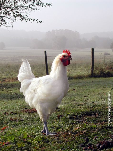 Poulet de Bresse - The beautiful white chickens from Bresse in Burgundy, France. Fell Pony, Best Egg Laying Chickens, Egg Laying Chickens, Beautiful Chickens, Laying Hens, Chicken Art, Chickens And Roosters, White Chicken, Chicken Breeds