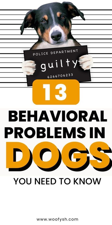 13 behavioral problems in dogs Dog Behavior Problems, Basic Dog Training, Dog Video, Vintage Pop Art, Dog Info, Behavior Problems, Funny Dog Videos, Write To Me, Dog Behavior