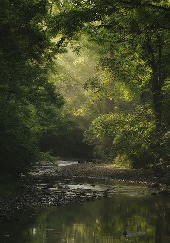 Where time stands still (Morning Glory) - photo by: Joel Bedford (via Light Stalking) Celadon Aesthetic, Sunlight Through Trees, Relaxing Pictures, Calming Photos, Relaxing Photos, Relaxing Images, Lukisan Lanskap, Calming Images, Forest Photos