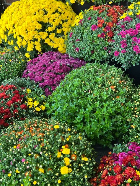 Potted Mums Care, Caring For Mums In Pots, Mums Care Tips, How To Care For Mums In Pots, How To Take Care Of Mums, Mum Garden Ideas, How To Water Mums, How To Care For Mums, Fall Landscaping Front Yard