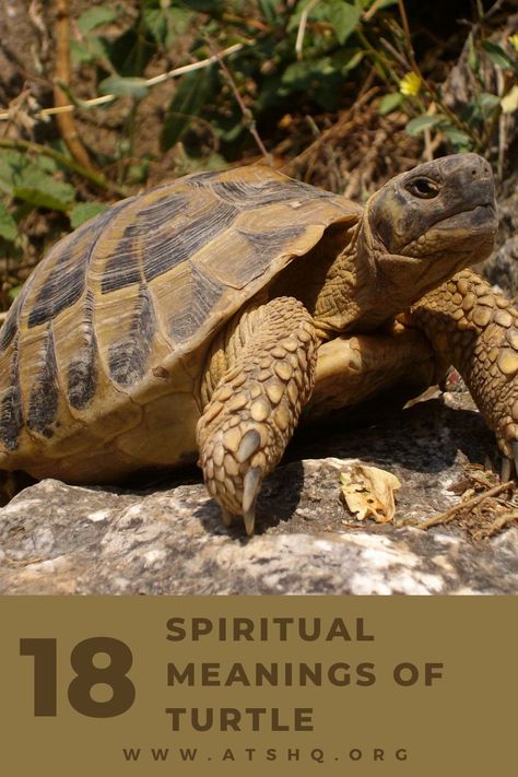 Turtle Meaning, Turtle Symbolism, Water Turtle, Aquarius Love, Power Animal, Terrapin, As Humans, Your Spirit Animal, Turtle Shell