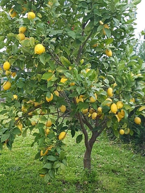 Fruit Trees Backyard, Fruits And Vegetables Pictures, Playground Landscaping, Orchard Design, Cottagecore Garden, Orchard Tree, Vegetable Pictures, Backyard Garden Layout, Small Vegetable Gardens