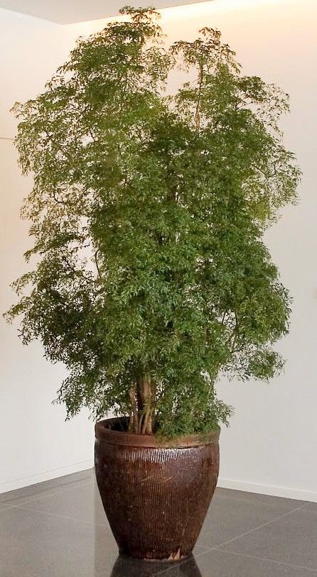 Polyscias fruticosa ~ ming aralia Ming Aralia Plant, False Aralia, Palm Tree Care, Plantas Interior, Plant Vessels, Amazing Plants, Plant Goals, Apartment Plants, Inside Plants