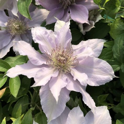 Clematis Care - Planting, Growing & Pruning Information Lavender Clematis, Clematis Care, Purple Clematis, Clematis Flower, Day Lilies, Pale Lavender, Flower School, Handmade Plant, Native Garden