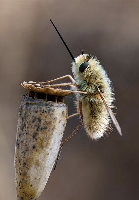 Bombyliidae Bee Fly (Anastoechus nitidulus) Alien Mask, Bee Fly, Foto Macro, Cool Insects, Insect Photography, Bees And Wasps, Cool Bugs, A Bug's Life, Beautiful Bugs